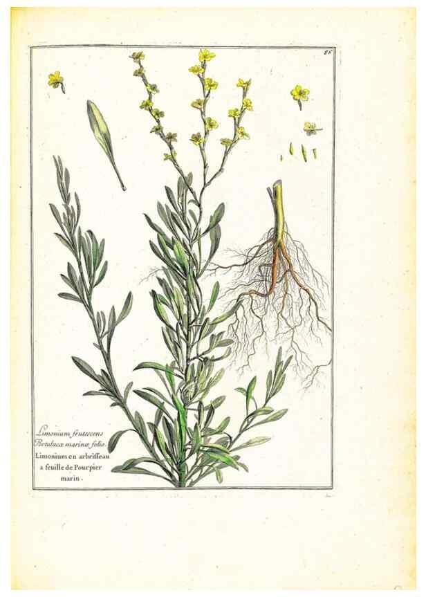 Reproducción/Reproduction 48584243692: [Recueil des plantes dessinées et gravées par ordre du roi Louis XIV].. Paris :Impr. royale,1786. 