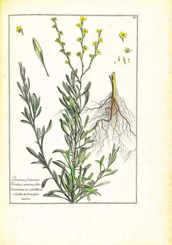 Reproducción/Reproduction 48584243692: [Recueil des plantes dessinées et gravées par ordre du roi Louis XIV].. Paris :Impr. royale,1786. 