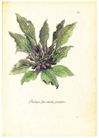 Reproducción/Reproduction 48584107061: [Recueil des plantes dessinées et gravées par ordre du roi Louis XIV].. Paris :Impr. royale,1786. 