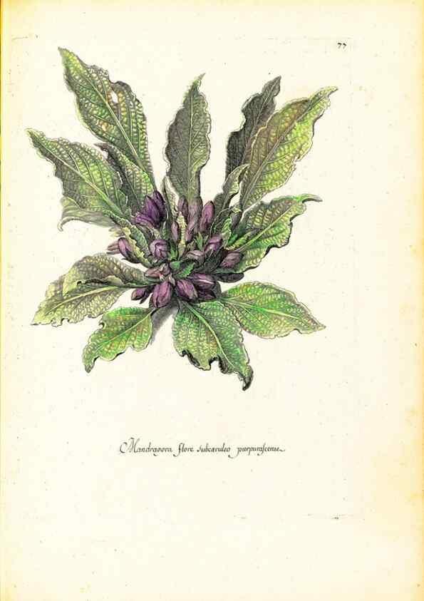 Reproducción/Reproduction 48584107061: [Recueil des plantes dessinées et gravées par ordre du roi Louis XIV].. Paris :Impr. royale,1786. 