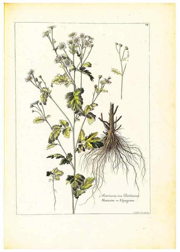 Reproducción/Reproduction 48584254942: [Recueil des plantes dessinées et gravées par ordre du roi Louis XIV].. Paris :Impr. royale,1786. 