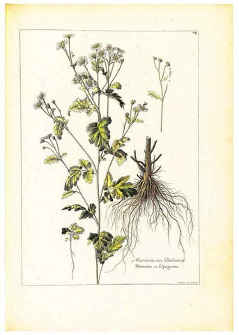 Reproducción/Reproduction 48584254942: [Recueil des plantes dessinées et gravées par ordre du roi Louis XIV].. Paris :Impr. royale,1786. 