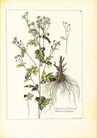 Reproducción/Reproduction 48584254942: [Recueil des plantes dessinées et gravées par ordre du roi Louis XIV].. Paris :Impr. royale,1786. 