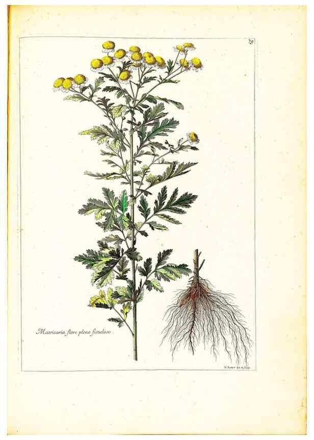 Reproducción/Reproduction 48584255397: [Recueil des plantes dessinées et gravées par ordre du roi Louis XIV].. Paris :Impr. royale,1786. 