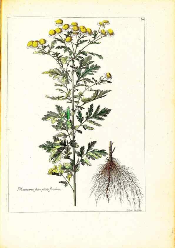 Reproducción/Reproduction 48584255397: [Recueil des plantes dessinées et gravées par ordre du roi Louis XIV].. Paris :Impr. royale,1786. 
