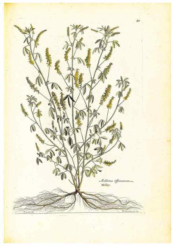 Reproducción/Reproduction 48584256057: [Recueil des plantes dessinées et gravées par ordre du roi Louis XIV].. Paris :Impr. royale,1786. 
