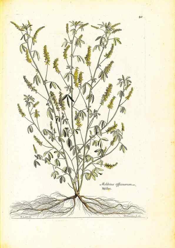 Reproducción/Reproduction 48584256057: [Recueil des plantes dessinées et gravées par ordre du roi Louis XIV].. Paris :Impr. royale,1786. 