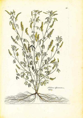 Reproducción/Reproduction 48584256057: [Recueil des plantes dessinées et gravées par ordre du roi Louis XIV].. Paris :Impr. royale,1786. 