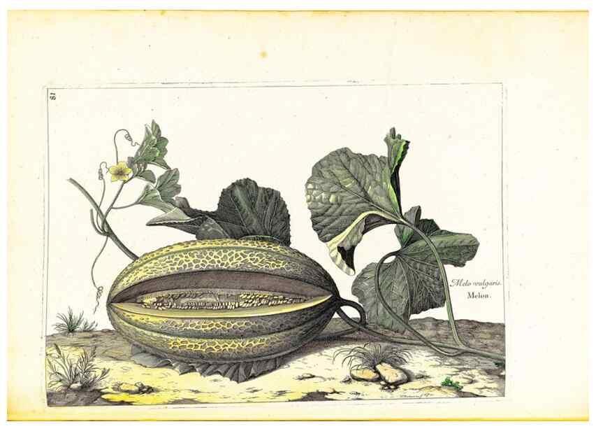 Reproducción/Reproduction 48584109256: [Recueil des plantes dessinées et gravées par ordre du roi Louis XIV].. Paris :Impr. royale,1786. 