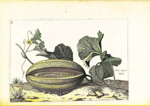 Reproducción/Reproduction 48584109256: [Recueil des plantes dessinées et gravées par ordre du roi Louis XIV].. Paris :Impr. royale,1786. 