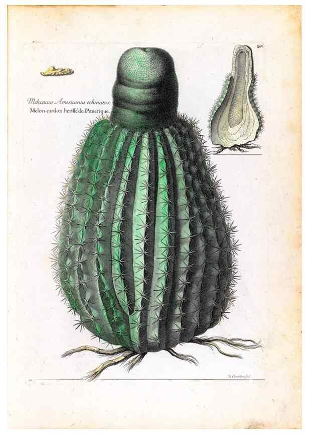 Reproducción/Reproduction 48584167581: [Recueil des plantes dessinées et gravées par ordre du roi Louis XIV].. Paris :Impr. royale,1786. 