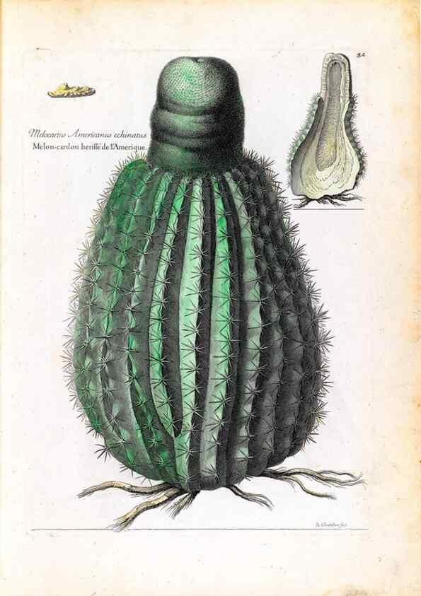 Reproducción/Reproduction 48584167581: [Recueil des plantes dessinées et gravées par ordre du roi Louis XIV].. Paris :Impr. royale,1786. 