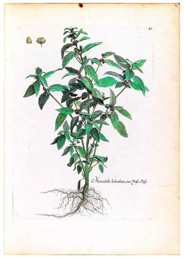 Reproducción/Reproduction 48584315642: [Recueil des plantes dessinées et gravées par ordre du roi Louis XIV].. Paris :Impr. royale,1786. 
