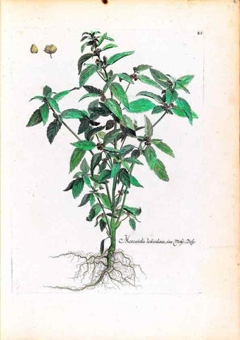 Reproducción/Reproduction 48584315642: [Recueil des plantes dessinées et gravées par ordre du roi Louis XIV].. Paris :Impr. royale,1786. 