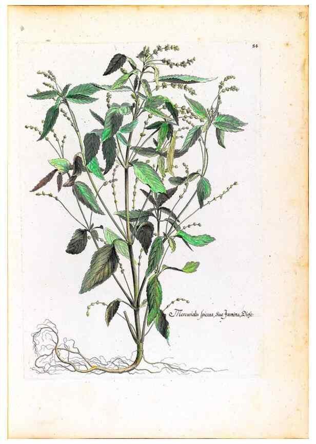 Reproducción/Reproduction 48584316162: [Recueil des plantes dessinées et gravées par ordre du roi Louis XIV].. Paris :Impr. royale,1786. 