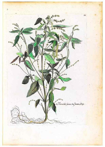 Reproducción/Reproduction 48584316162: [Recueil des plantes dessinées et gravées par ordre du roi Louis XIV].. Paris :Impr. royale,1786. 