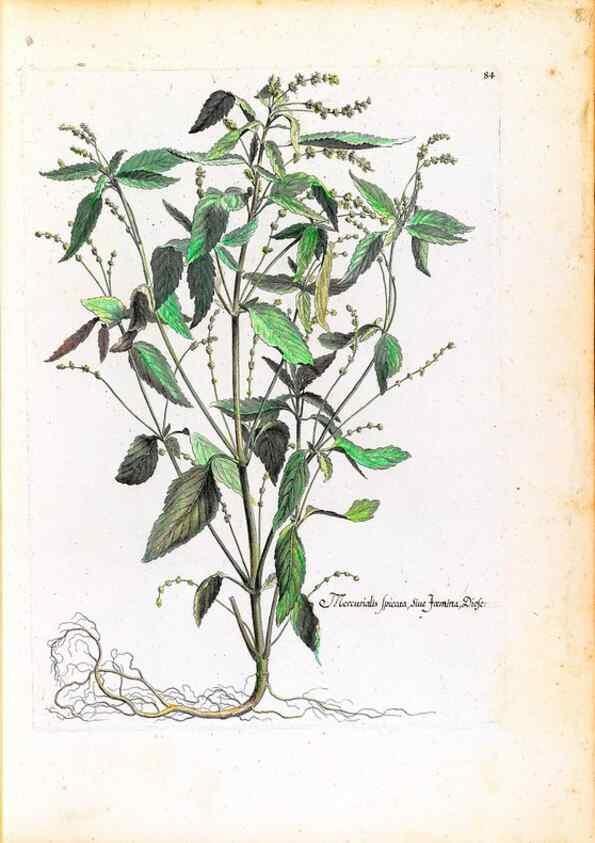 Reproducción/Reproduction 48584316162: [Recueil des plantes dessinées et gravées par ordre du roi Louis XIV].. Paris :Impr. royale,1786. 