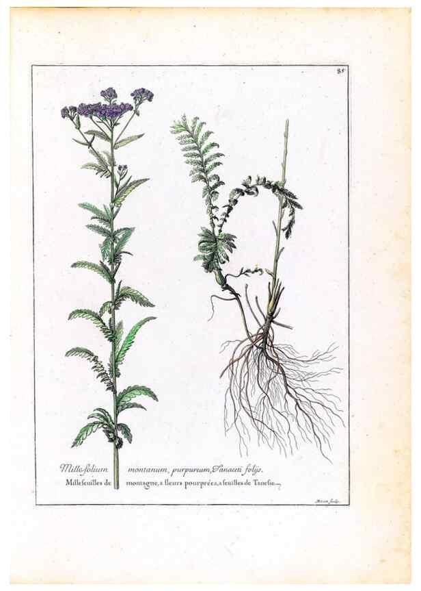 Reproducción/Reproduction 48584316722: [Recueil des plantes dessinées et gravées par ordre du roi Louis XIV].. Paris :Impr. royale,1786. 