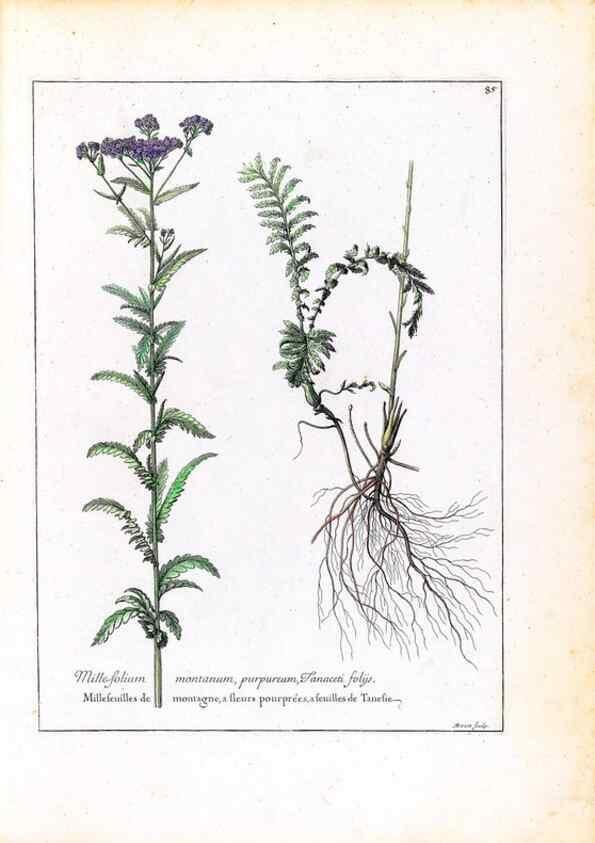 Reproducción/Reproduction 48584316722: [Recueil des plantes dessinées et gravées par ordre du roi Louis XIV].. Paris :Impr. royale,1786. 