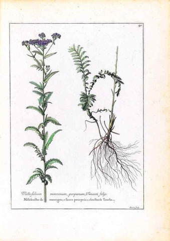 Reproducción/Reproduction 48584316722: [Recueil des plantes dessinées et gravées par ordre du roi Louis XIV].. Paris :Impr. royale,1786. 