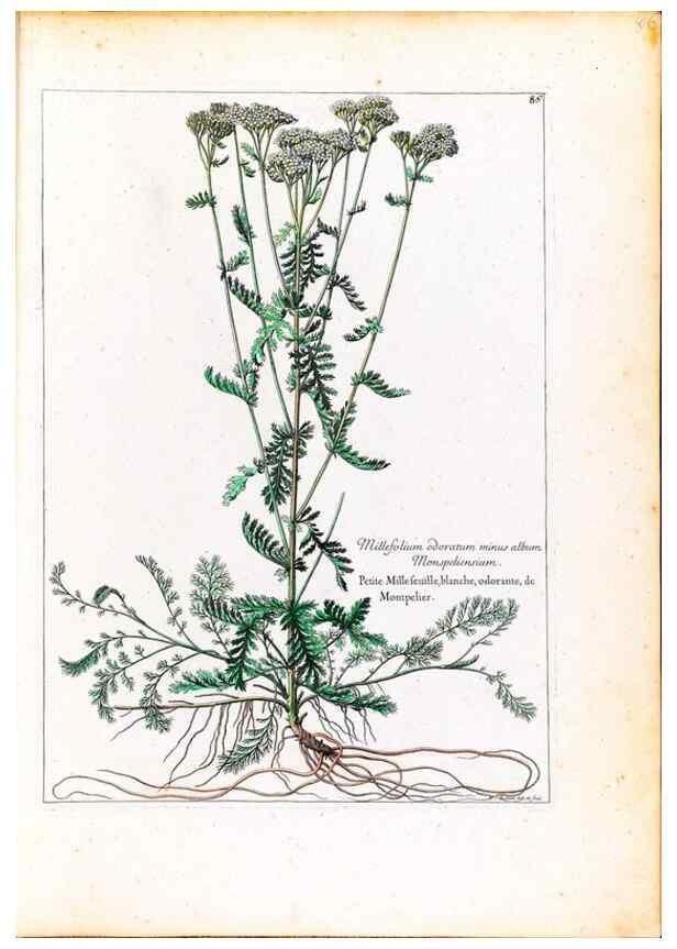 Reproducción/Reproduction 48584317362: [Recueil des plantes dessinées et gravées par ordre du roi Louis XIV].. Paris :Impr. royale,1786. 