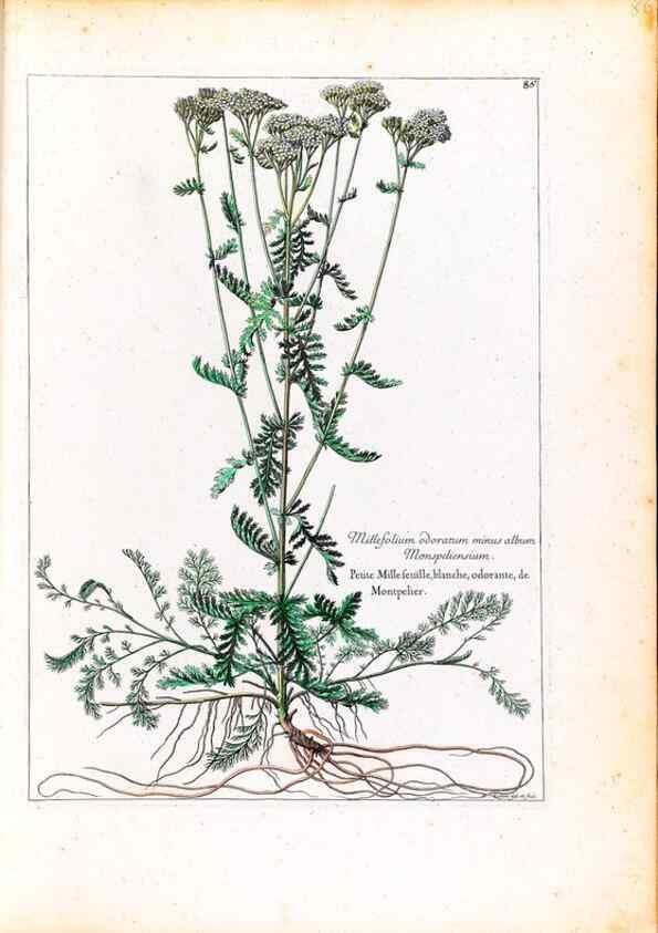Reproducción/Reproduction 48584317362: [Recueil des plantes dessinées et gravées par ordre du roi Louis XIV].. Paris :Impr. royale,1786. 