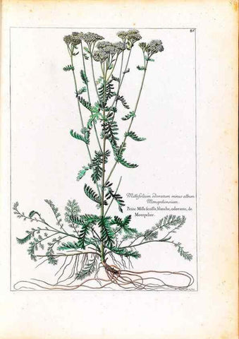 Reproducción/Reproduction 48584317362: [Recueil des plantes dessinées et gravées par ordre du roi Louis XIV].. Paris :Impr. royale,1786. 