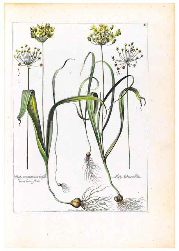 Reproducción/Reproduction 48584318122: [Recueil des plantes dessinées et gravées par ordre du roi Louis XIV].. Paris :Impr. royale,1786. 