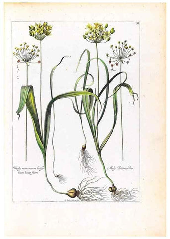 Reproducción/Reproduction 48584318122: [Recueil des plantes dessinées et gravées par ordre du roi Louis XIV].. Paris :Impr. royale,1786. 