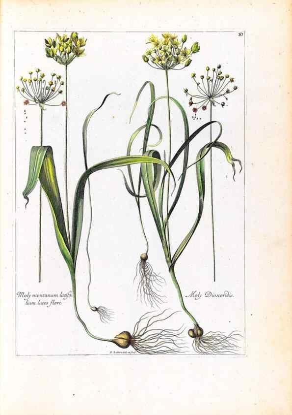 Reproducción/Reproduction 48584318122: [Recueil des plantes dessinées et gravées par ordre du roi Louis XIV].. Paris :Impr. royale,1786. 
