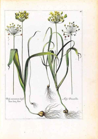 Reproducción/Reproduction 48584318122: [Recueil des plantes dessinées et gravées par ordre du roi Louis XIV].. Paris :Impr. royale,1786. 