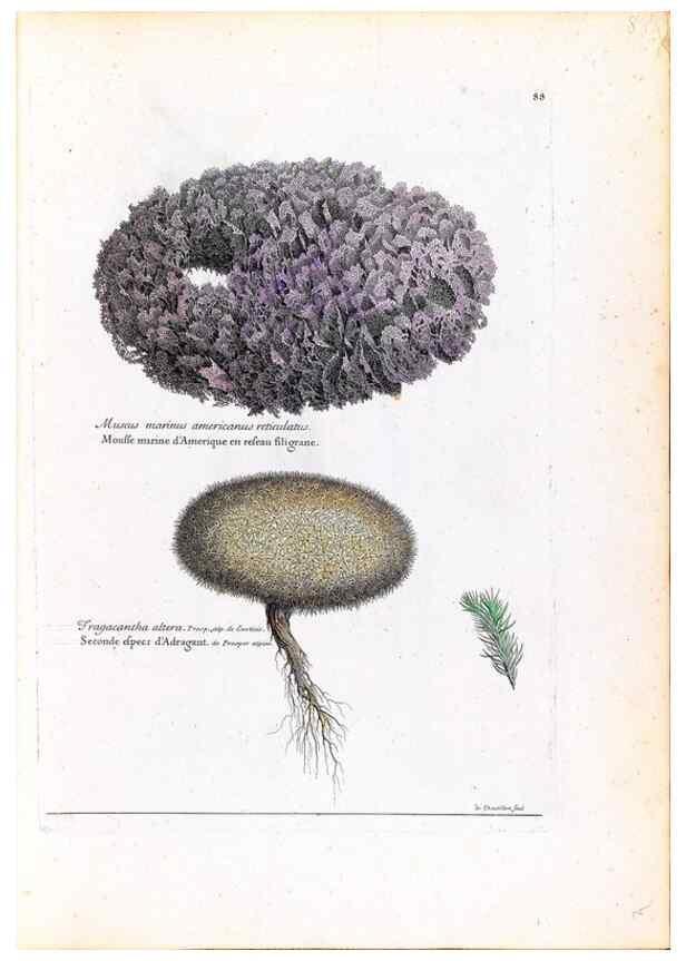 Reproducción/Reproduction 48584318742: [Recueil des plantes dessinées et gravées par ordre du roi Louis XIV].. Paris :Impr. royale,1786. 
