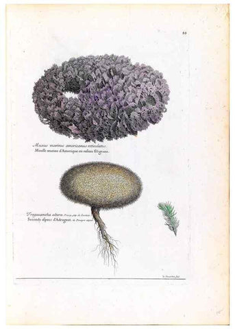 Reproducción/Reproduction 48584318742: [Recueil des plantes dessinées et gravées par ordre du roi Louis XIV].. Paris :Impr. royale,1786. 