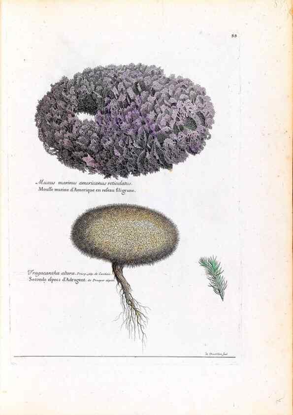 Reproducción/Reproduction 48584318742: [Recueil des plantes dessinées et gravées par ordre du roi Louis XIV].. Paris :Impr. royale,1786. 