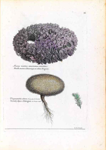 Reproducción/Reproduction 48584318742: [Recueil des plantes dessinées et gravées par ordre du roi Louis XIV].. Paris :Impr. royale,1786. 