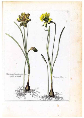 Reproducción/Reproduction 48584171646: [Recueil des plantes dessinées et gravées par ordre du roi Louis XIV].. Paris :Impr. royale,1786. 