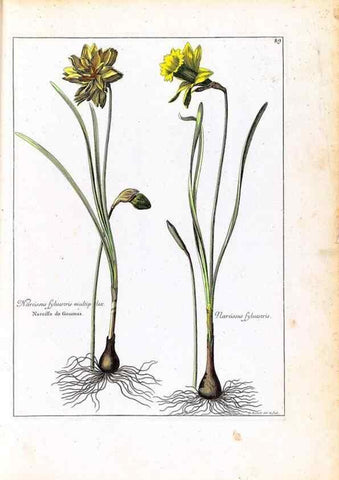 Reproducción/Reproduction 48584171646: [Recueil des plantes dessinées et gravées par ordre du roi Louis XIV].. Paris :Impr. royale,1786. 
