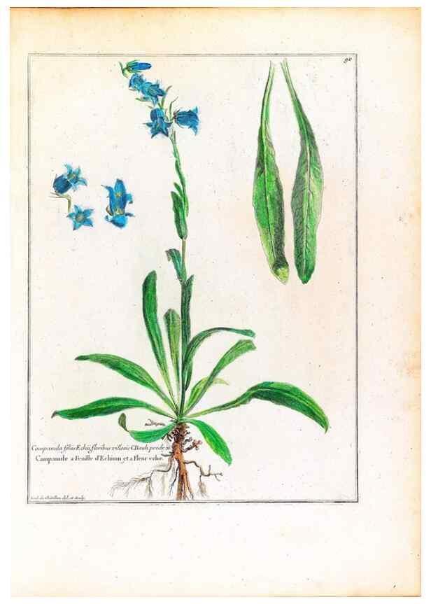 Reproducción/Reproduction 48584172306: [Recueil des plantes dessinées et gravées par ordre du roi Louis XIV].. Paris :Impr. royale,1786. 