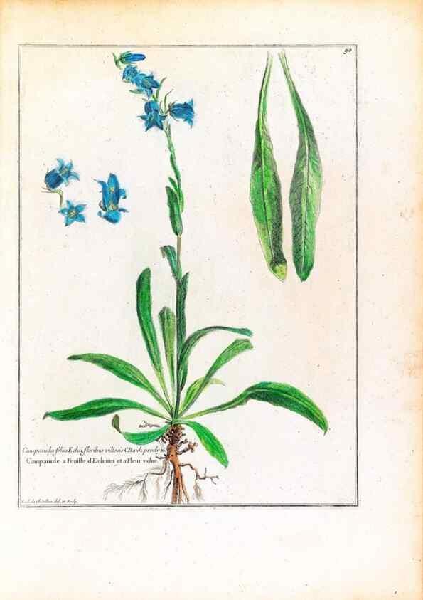 Reproducción/Reproduction 48584172306: [Recueil des plantes dessinées et gravées par ordre du roi Louis XIV].. Paris :Impr. royale,1786. 