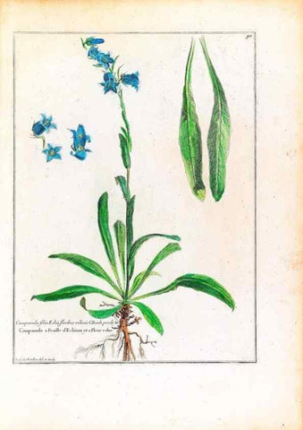 Reproducción/Reproduction 48584172306: [Recueil des plantes dessinées et gravées par ordre du roi Louis XIV].. Paris :Impr. royale,1786. 