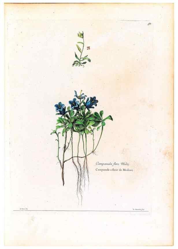 Reproducción/Reproduction 48584172871: [Recueil des plantes dessinées et gravées par ordre du roi Louis XIV].. Paris :Impr. royale,1786. 