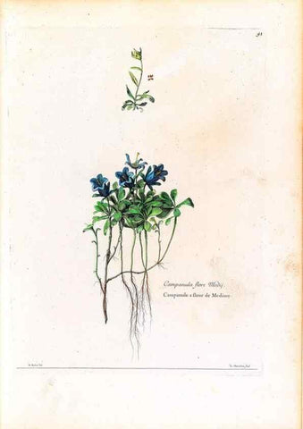 Reproducción/Reproduction 48584172871: [Recueil des plantes dessinées et gravées par ordre du roi Louis XIV].. Paris :Impr. royale,1786. 