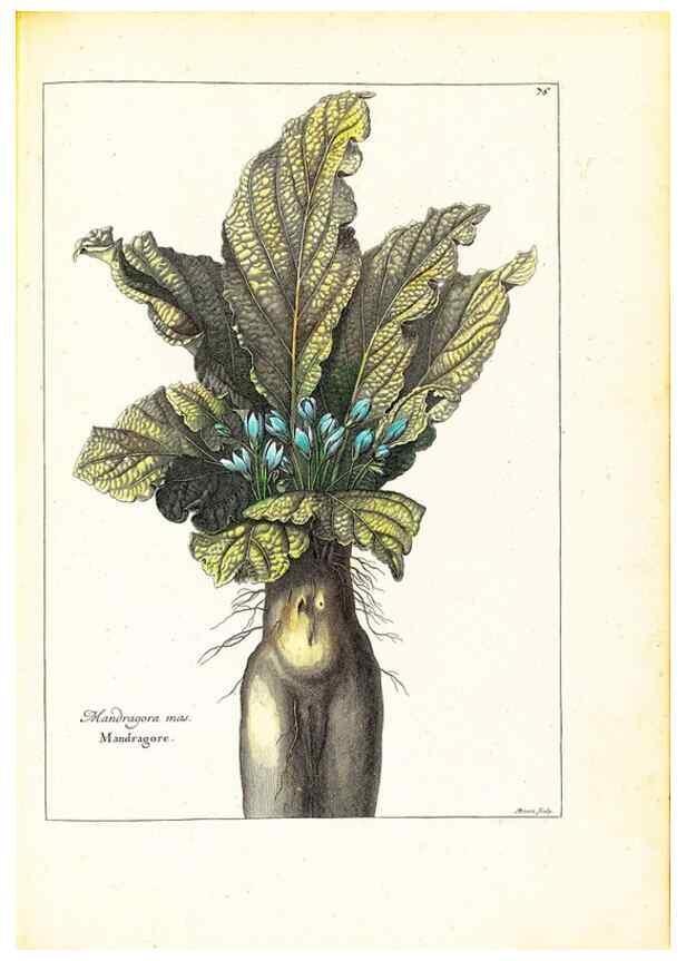 Reproducción/Reproduction 48584106556: [Recueil des plantes dessinées et gravées par ordre du roi Louis XIV].. Paris :Impr. royale,1786. 