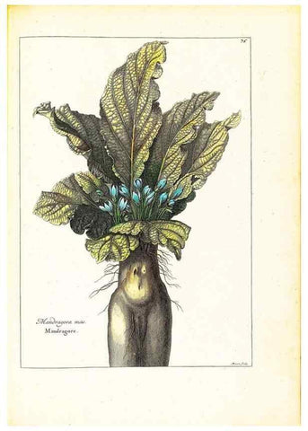 Reproducción/Reproduction 48584106556: [Recueil des plantes dessinées et gravées par ordre du roi Louis XIV].. Paris :Impr. royale,1786. 