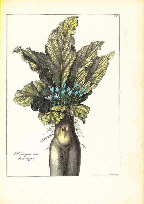 Reproducción/Reproduction 48584106556: [Recueil des plantes dessinées et gravées par ordre du roi Louis XIV].. Paris :Impr. royale,1786. 