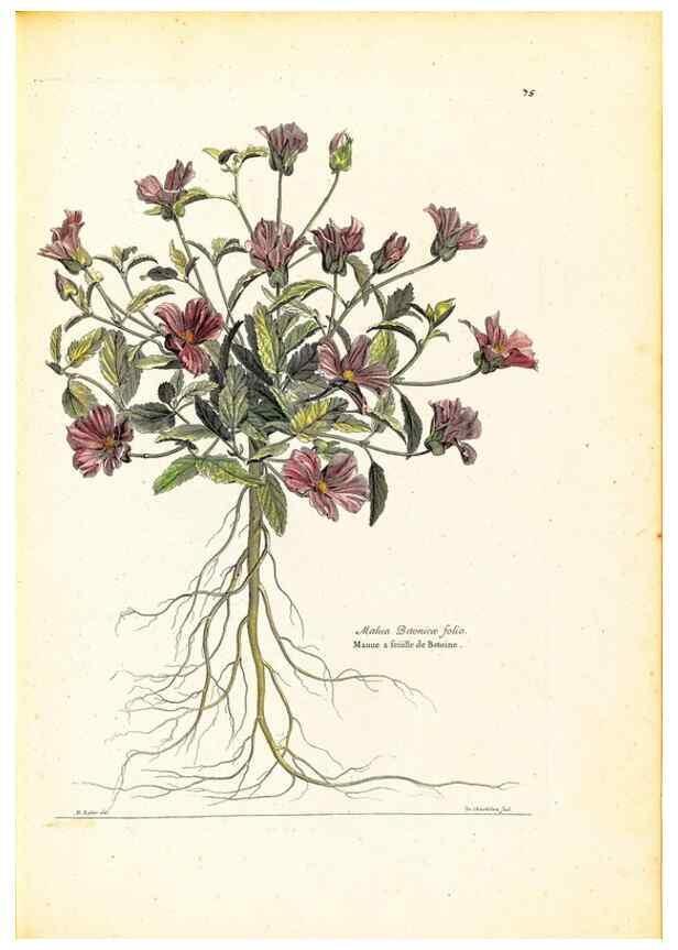 Reproducción/Reproduction 48584253447: [Recueil des plantes dessinées et gravées par ordre du roi Louis XIV].. Paris :Impr. royale,1786. 
