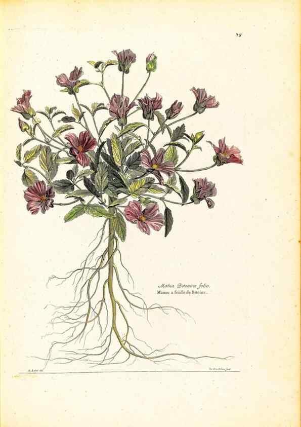 Reproducción/Reproduction 48584253447: [Recueil des plantes dessinées et gravées par ordre du roi Louis XIV].. Paris :Impr. royale,1786. 