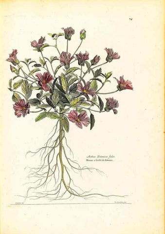 Reproducción/Reproduction 48584253447: [Recueil des plantes dessinées et gravées par ordre du roi Louis XIV].. Paris :Impr. royale,1786. 