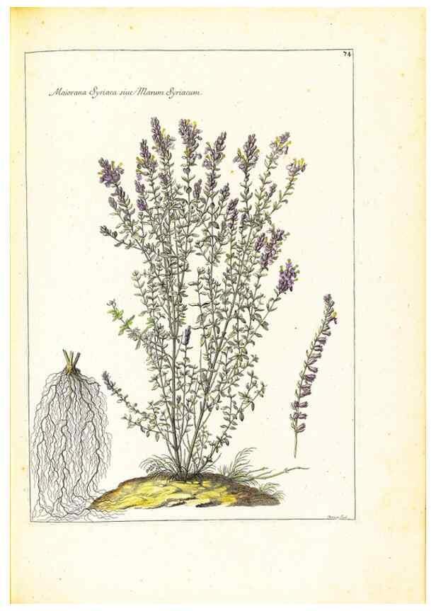 Reproducción/Reproduction 48584105596: [Recueil des plantes dessinées et gravées par ordre du roi Louis XIV].. Paris :Impr. royale,1786. 