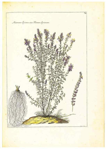 Reproducción/Reproduction 48584105596: [Recueil des plantes dessinées et gravées par ordre du roi Louis XIV].. Paris :Impr. royale,1786. 